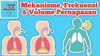 Mekanisme Pernapasan Manusia Frekuensi Pernapasan dan Volume Pernapasan [upl. by Anerok486]