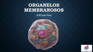 Histología organelos membranosos Parte 1 [upl. by Bertolde]