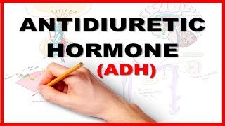 ADH Antidiuretic Hormone  Renal Physiology [upl. by Edylc]