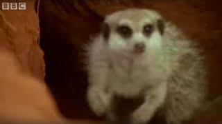 Adorable Baby Meerkats Explore The Wild  BBC Wildlife [upl. by Lounge]