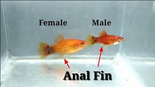 How To Identify Male And Female Platy Fish [upl. by Mcmullan]