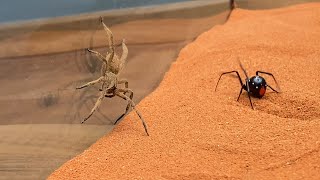 Brazilian Wandering Spider vs Black Widow [upl. by Hanna]