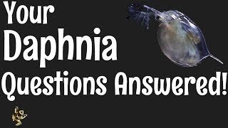 Daphnia Questions Answered [upl. by Aztiray293]