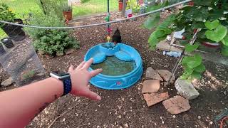 Over 90 Degrees Youd Better Do These  Ideas to Keep Your Backyard Chickens Cool This Hot Summer [upl. by Ydoc]