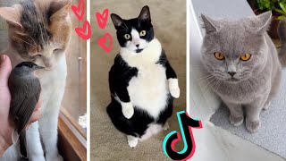 Funny Cats of TikTok Compilation  Cutest Kittens TIK TOK [upl. by Enileuqkcaj]