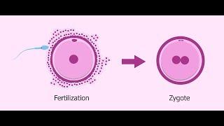 What is Zygote   Essential Science  Terms [upl. by Farland]