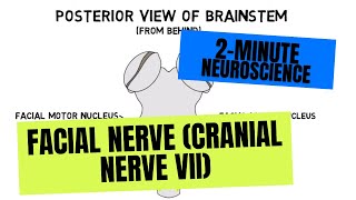 2Minute Neuroscience Facial Nerve Cranial Nerve VII [upl. by Agna]