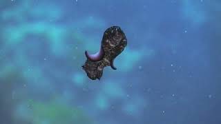 Flatworms platyhelminthes The First Hunter TheShapeOfLife [upl. by Atiekal]