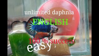 daphnia moina culture Easy way Unlimited production English  with sub Green water Chlorella [upl. by Volkan]