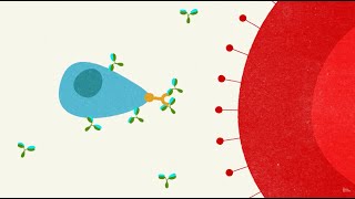 Malaria the struggle for a vaccine [upl. by O'Connell299]