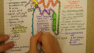 Nephron function Part 2 [upl. by Clary]