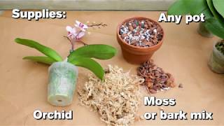 How to Repot an Orchid [upl. by Drolet]