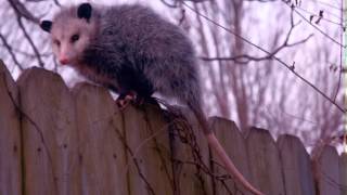 Possum Facts  Facts About Possums [upl. by Pomfrey]