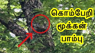 கொம்பேறி மூக்கன் பாம்புKomberi Mookkan Snake shorts Arikkan LightAL [upl. by Stavros475]