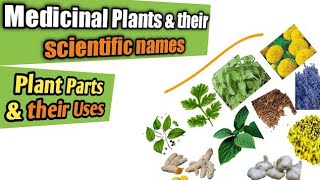 Medicinal plants and their uses  Scientific names of medicinal herbs amp parts used Health benefits [upl. by Latihs]