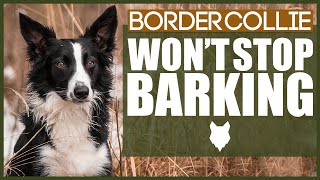 How To Stop Your BORDER COLLIE Barking [upl. by Llen]