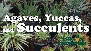 Agaves Yuccas and Succulents  Village Nurseries [upl. by Stephana]