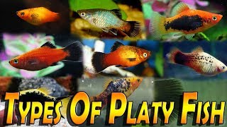 Types Of Platy Fish Varieties of Platy Fish Xiphophorus [upl. by Monetta]