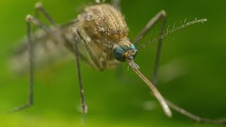 Mosquito Life Cycle  UHD 4K [upl. by Dranal]