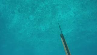 Spearfishing shark Attack Australia [upl. by Gottlieb476]