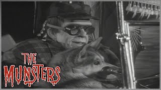 Call Of The Wild  The Munsters [upl. by Richmal82]