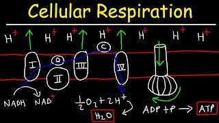 Cellular Respiration [upl. by Alodee619]