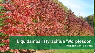 Liquidambar styraciflua Worplesdon  Van den Berk on Trees [upl. by Noelyn]