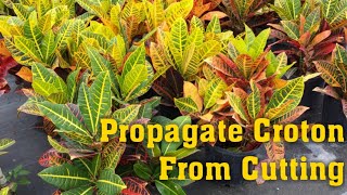 Grow Croton Plant  How to propagate croton from cutting [upl. by Akitan]