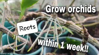 How to propagate Orchids [upl. by Ilecara804]