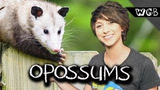 Opossums Are Ultimate Survivors [upl. by Harhay806]