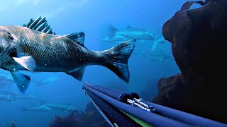 Top 20 Spearfishing Moments [upl. by Nirrok1]