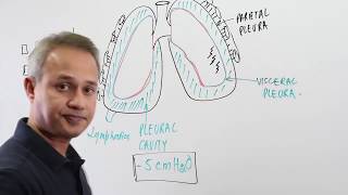 Overview of The Pleural Cavity [upl. by Magdau]