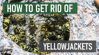 How to Get Rid of Yellowjackets 4 Easy Steps [upl. by Ydaj]