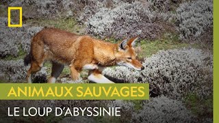 Le loup dAbyssinie lun des plus rares prédateurs au monde [upl. by Otrebogir29]