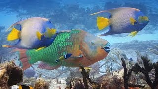 Coral and Parrotfish  A Love Story [upl. by Griggs518]