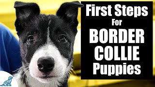 Border Collie Puppy Training  10 Skills To TEACH FIRST [upl. by Anemij]