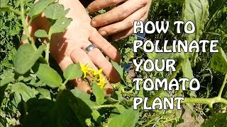 How To Pollinate Your Tomato Plant [upl. by Eivol941]