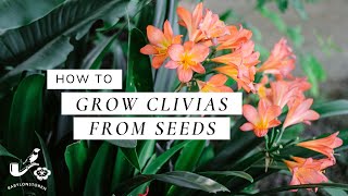 How To Grow Clivias From Seeds [upl. by Dacey]