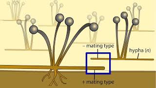 Life Cycle of a Zygospore Fungus [upl. by Miharba]