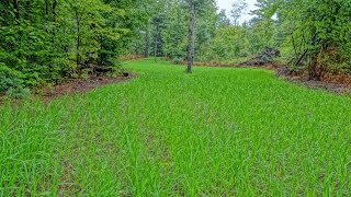 Buck Forage Oats Fall Food Plot [upl. by Neltiac]