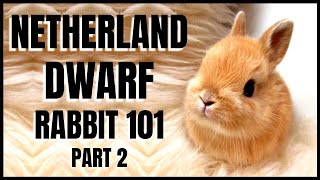 Netherland Dwarf Rabbit 101 Part 2 [upl. by Einaej]