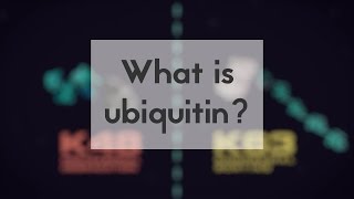 What is ubiquitin [upl. by Orten]