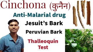 CINCHONA OFFICINALIS  THALLEOQUIN TEST  ANTIMALARIAL DRUG  JESUITS BARK  KUNAIN [upl. by Nnylirehs]