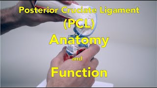 Major Ligaments of the Cervical Spine [upl. by Yllus575]