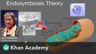 Endosymbiosis theory  Cell structure and function  AP Biology  Khan Academy [upl. by Ambros255]