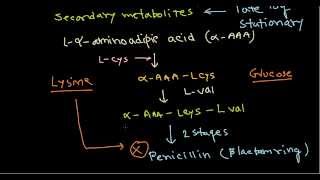 Penicillin production biosynthesis [upl. by Biegel]