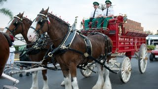 Budweiser Clydesdales singing at SunNFun [upl. by Ahsiri]