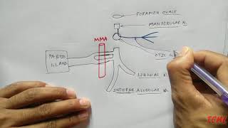 Otic Ganglion 1 Parotid Gland Nerve Supply  TCML [upl. by Far316]