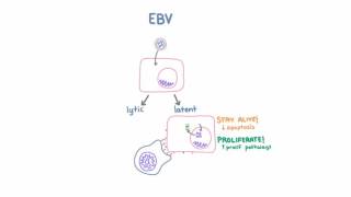 Epstein Barr Virus EBV and Cancer [upl. by Aileen]