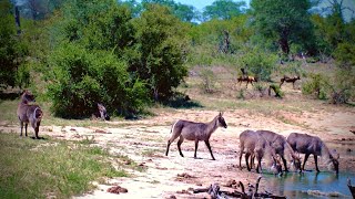 Wild Dogs Watching Waterbuck [upl. by Marcos344]